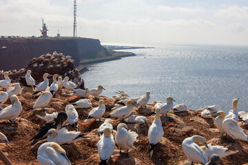 Lummenfelsen - Helgoland