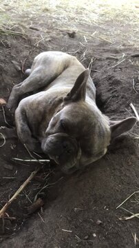 French bulldog rests peacefully in cozy dirt spot