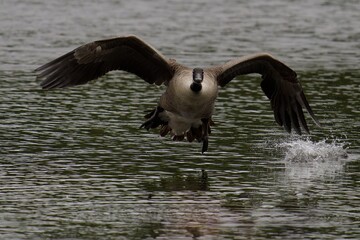 Canada goose in mid-flight over a serene lake, wings spread wide and water splashing below.