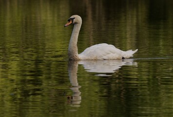 Graceful mute swan glides across a serene lake with its reflection mirrored in the calm water.