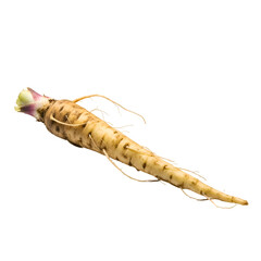 Parsnip Lies Isolated on Transparent Background, Showing Root Vegetable Details and Texture