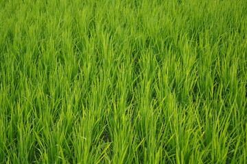 Vibrant Green Grass Blades in Agricultural Field Close-Up
