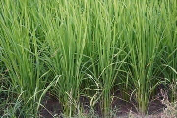 Fototapeta premium Close-up of the developing rice plants
