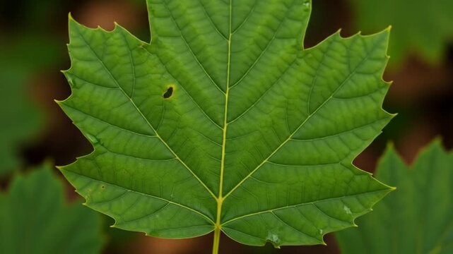 Close-up of a green maple leaf showcasing intricate veins and texture