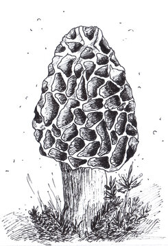 Morchella forest mushrooms and some grass, illustration on white background hand drawn with black pen