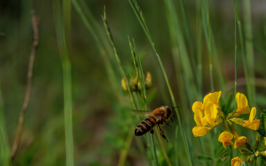 Buzzing bee approaches bright yellow flowers in nature