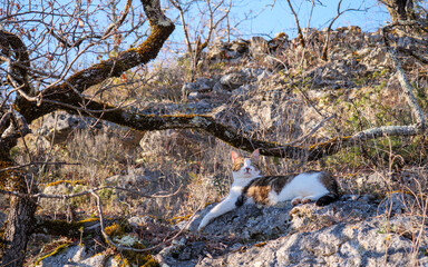 Domestic tabby and white male cat resting on rocky terrain outdoors