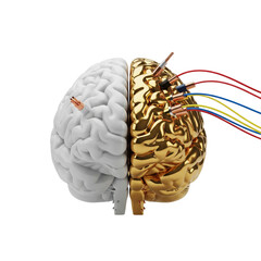 Half brain split with exposed copper connectors on white side and colorful wires attached to metallic gold side