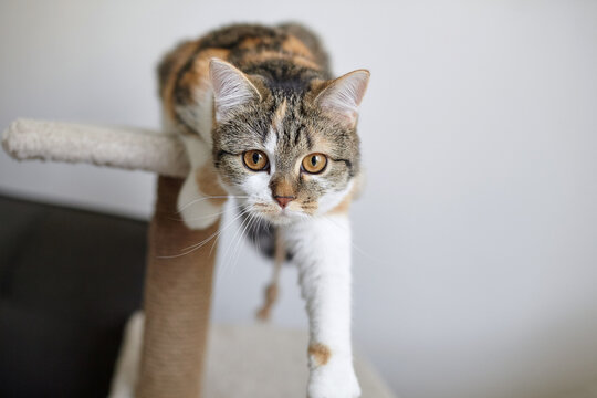 Calico cat with expressive amber eyes stretches forward on a beige cat tree, reaching one paw out while staring curiously ahead indoors