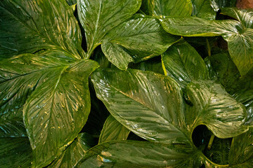 Glossy tropical foliage forming a natural green backdrop.