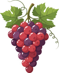 Vibrant red and purple grapes cluster fresh organic fruit isolated healthy food vector