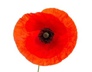 Close-up of a vibrant red poppy