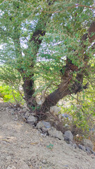 Fototapeta premium A thorny tree stands firm on a rocky slope while facing the blight of litter, showing resilience and environmental challenges
