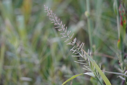 Close Up of Grass Stalk with Seed Heads