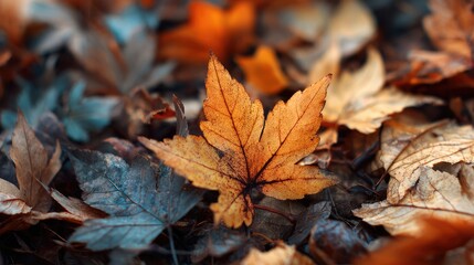 A close-up shot of beautiful autumn leaves in the natural setting