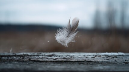 A delicate feather floats gently in mid-air, captured against a blurred backdrop. It evokes a sense of freedom and weightlessness.