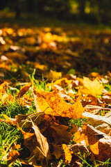 Colorful falling autumn leaves. View through the autumn foliage in park forest. Golden tree leaves. Beautiful tree with yellow leaves in autumn forest. Path littered with autumn leaves. Nature fall