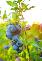 Blueberry bush on bright sunny background. Blueberries ripening on farm. Blueberries hang on shrub...