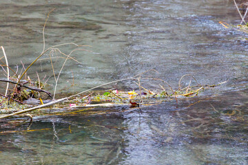 Withered Rose in a Stream – Symbol of Transience in Nature