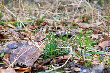Early Spring Snowdrops Emerging from Leaf Litter – Nature Awakening