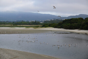 Seagulls at the River Mouth

