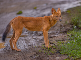 Wild Dog (Dhole) - photographed in Nagarhole National Park (India)