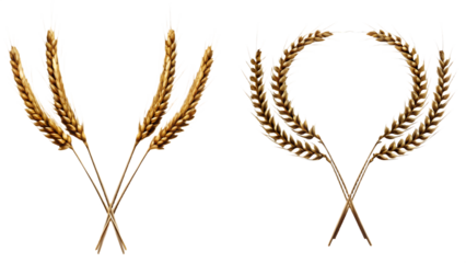 Two arrangements of wheat ears, one V-shaped and one circular on background isolated on a transparent background