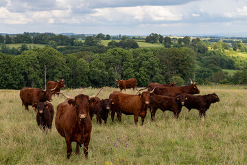 Vaches et prairies