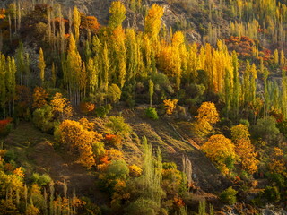 View of golden and crimson foliage paints the rugged terrain as autumn's embrace transforms the landscape, Hunza Nagar, Gilgit Baltistan, Pakistan.