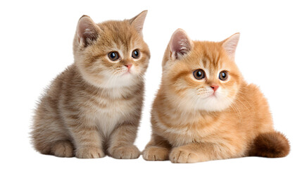 Fototapeta premium Adorable kitten duo looking curious and playful, perfect for pet-themed designs and heartwarming projects isolated on white background 