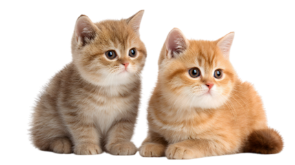 Adorable kitten duo looking curious and playful, perfect for pet-themed designs and heartwarming projects isolated on white background 