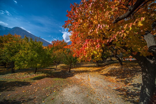 View of a scenic pathway strewn with fallen leaves, framed by trees ablaze in autumn hues against a backdrop of majestic mountains, Hunza Nagar, Gilgit Baltistan, Pakistan.