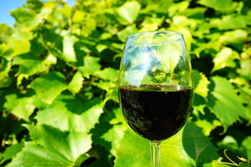 Glass of wine on Grape leaves background. Wineglass with red wine on Green grape leaves in vineyard. Tasting red wine in a vineyard vines. Vine vino Wine glass on green growing grape in vineyard.