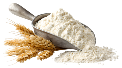 Fresh flour in scoop with wheat stalks, baking ingredient for homemade breads and pastries isolated on white background