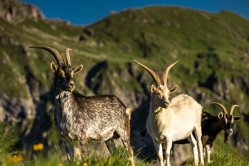Ibex watches sunset over alpine ridges in the Dolomites mountains