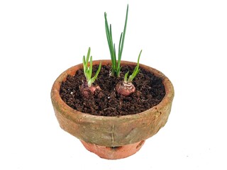 Red onion plants growing in soil in pots. Fresh onion plants growing naturally in soil in the garden. Plants grow organic garden. Farming in the countryside. Farming concept.
