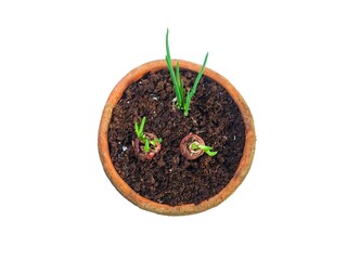 Red onion plants growing in soil in pots. Fresh onion plants growing naturally in soil in the...