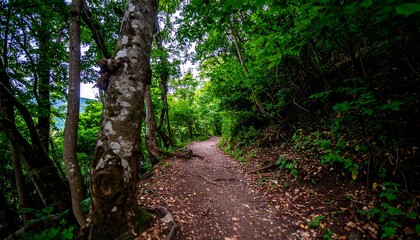Sunlit forest path winds