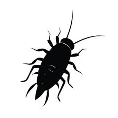 silverfish isolated on white background