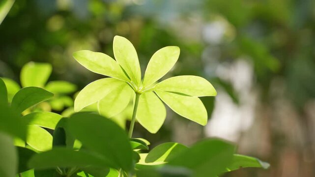 Close-up of a five-petaled young green leaf among lush foliage with soft sunlight and natural bokeh