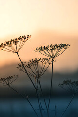 Fototapeta premium Delicate dried wildflower seed heads silhouetted against a soft hazy sunset sky