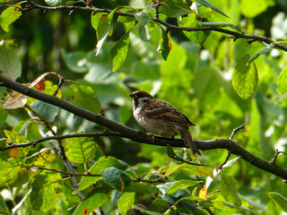 A Small Sparrow Perched on a Tree Branch.