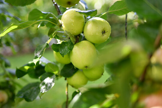 Fresh ripe apples glistening with morning drops