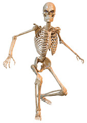 3D Rendering Human Skeleton on White