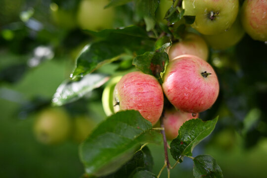 Fresh ripe apples glistening with morning drops