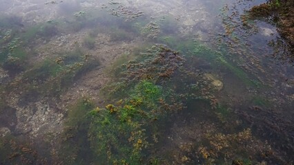 Close-up view of seaweed growing on coral reef in shallow water.