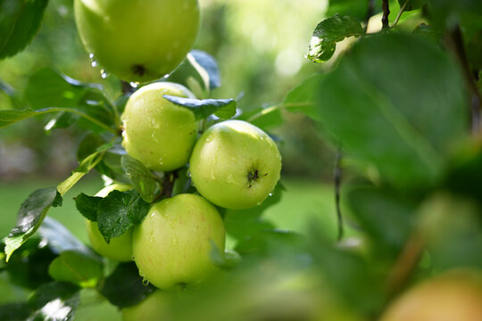 Fresh ripe apples glistening with morning drops
