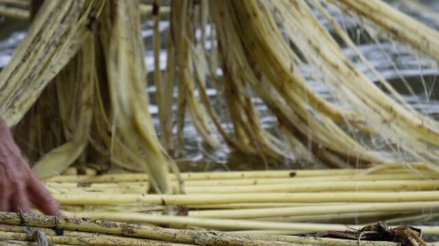 A person is engaging in the process of retting jute fibers in water