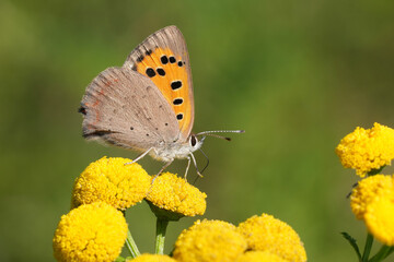 Closeup on a small range European cupper butterfly, Lycaena phlaeus
