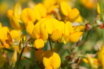 Closeup on bright and rich yellow flowering birdsfoot deervetch or trefoil, Lotus corniculatus